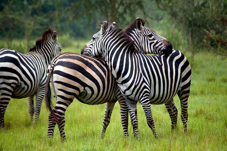 5 days Lake Mburo, queenElizabeth and Bwindi impen